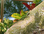 Lizard