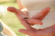 Family: Laura Bug