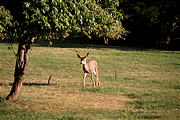 Deer