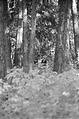 Walk Together Laura Geoff Trees Forest Path