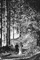 Walk Together Laura Geoff Trees Forest Path